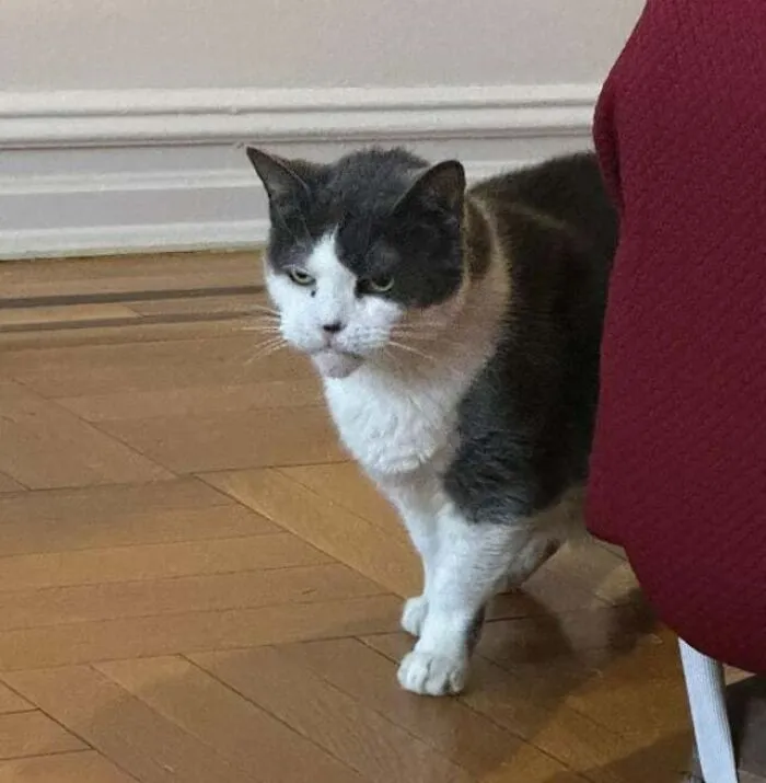 an angry looking cat standing behind the armchair