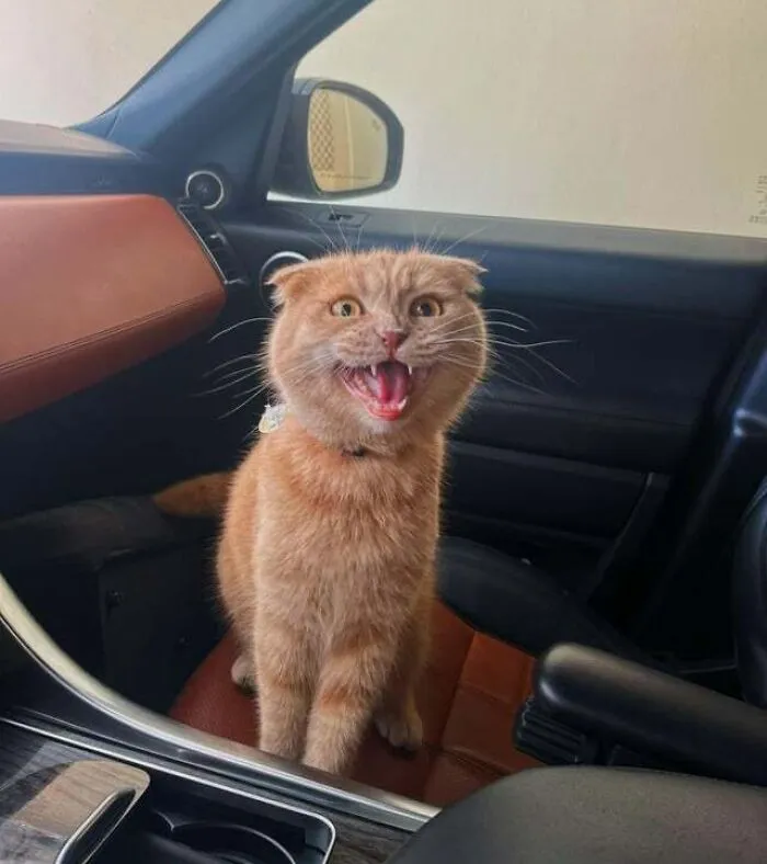 Lord Farquaad Angry For Being Taken To The Vet