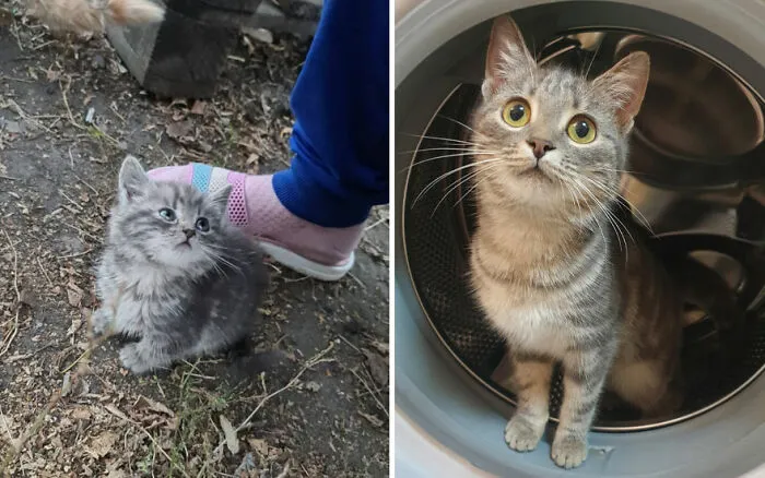45 Wholesome Pics Of Kittens Growing Into Cats, As Shared On This “Cat Grows” Group (New Pics)