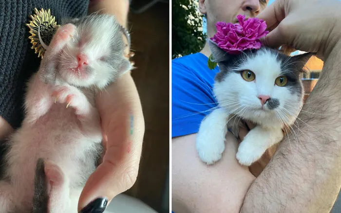45 Wholesome Pics Of Kittens Growing Into Cats, As Shared On This “Cat Grows” Group (New Pics)