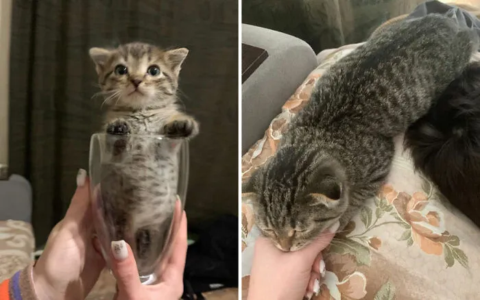 45 Wholesome Pics Of Kittens Growing Into Cats, As Shared On This “Cat Grows” Group (New Pics)