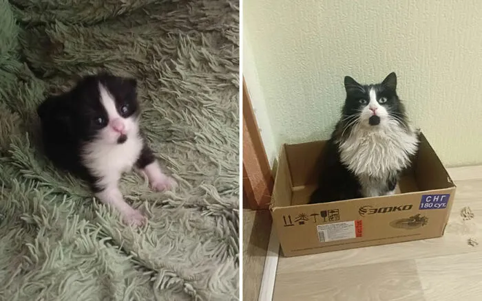 45 Wholesome Pics Of Kittens Growing Into Cats, As Shared On This “Cat Grows” Group (New Pics)