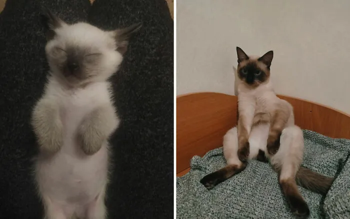 45 Wholesome Pics Of Kittens Growing Into Cats, As Shared On This “Cat Grows” Group (New Pics)