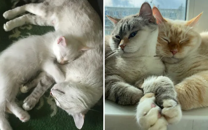 45 Wholesome Pics Of Kittens Growing Into Cats, As Shared On This “Cat Grows” Group (New Pics)