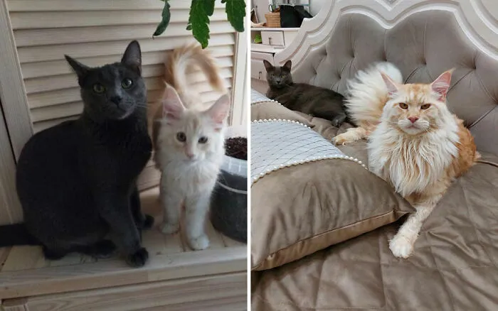 45 Wholesome Pics Of Kittens Growing Into Cats, As Shared On This “Cat Grows” Group (New Pics)