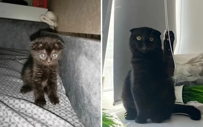 45 Wholesome Pics Of Kittens Growing Into Cats, As Shared On This “Cat Grows” Group (New Pics)