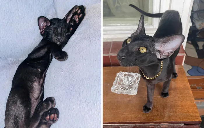 45 Wholesome Pics Of Kittens Growing Into Cats, As Shared On This “Cat Grows” Group (New Pics)