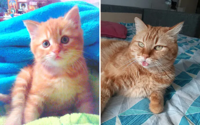 45 Wholesome Pics Of Kittens Growing Into Cats, As Shared On This “Cat Grows” Group (New Pics)