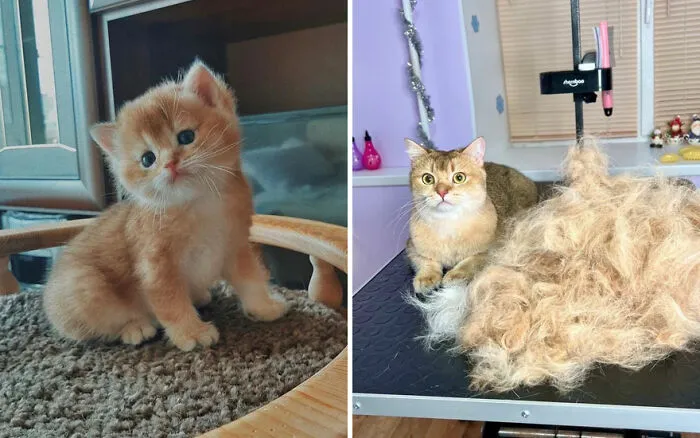 45 Wholesome Pics Of Kittens Growing Into Cats, As Shared On This “Cat Grows” Group (New Pics)