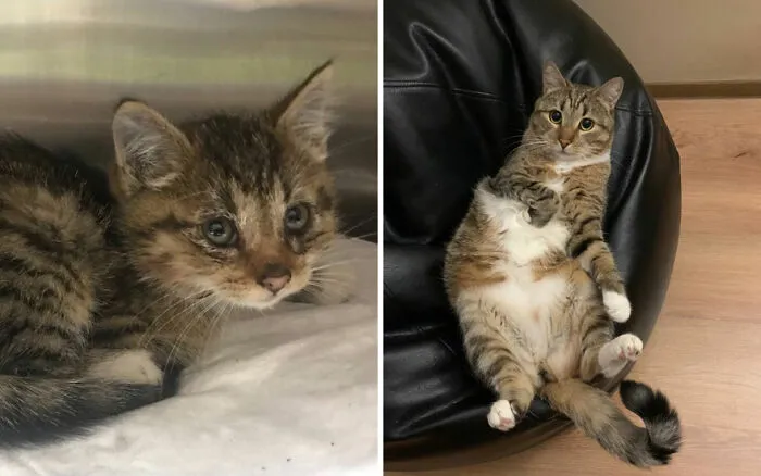 45 Wholesome Pics Of Kittens Growing Into Cats, As Shared On This “Cat Grows” Group (New Pics)