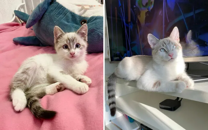 45 Wholesome Pics Of Kittens Growing Into Cats, As Shared On This “Cat Grows” Group (New Pics)