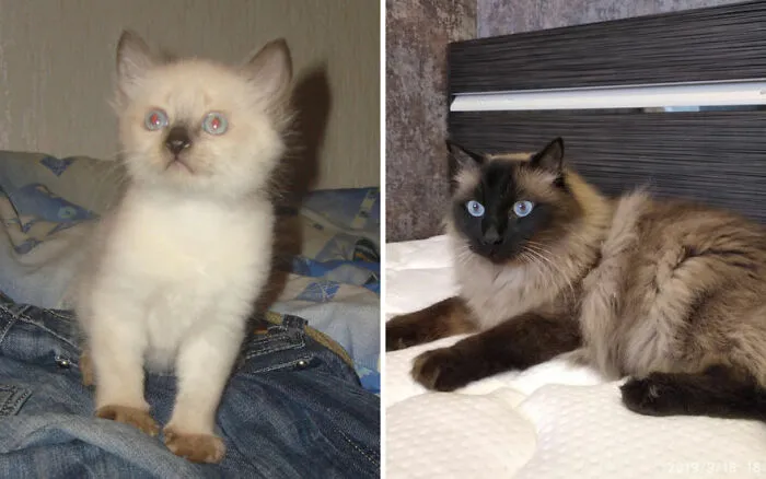 45 Wholesome Pics Of Kittens Growing Into Cats, As Shared On This “Cat Grows” Group (New Pics)