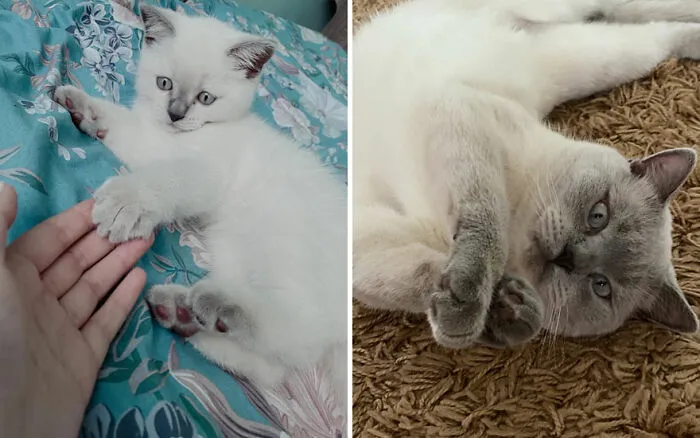 45 Wholesome Pics Of Kittens Growing Into Cats, As Shared On This “Cat Grows” Group (New Pics)