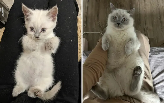 45 Wholesome Pics Of Kittens Growing Into Cats, As Shared On This “Cat Grows” Group (New Pics)