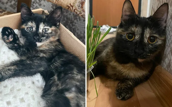 45 Wholesome Pics Of Kittens Growing Into Cats, As Shared On This “Cat Grows” Group (New Pics)