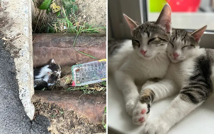 45 Wholesome Pics Of Kittens Growing Into Cats, As Shared On This “Cat Grows” Group (New Pics)