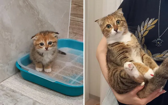 45 Wholesome Pics Of Kittens Growing Into Cats, As Shared On This “Cat Grows” Group (New Pics)