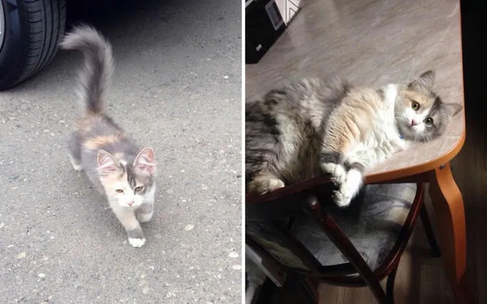 45 Wholesome Pics Of Kittens Growing Into Cats, As Shared On This “Cat Grows” Group (New Pics)