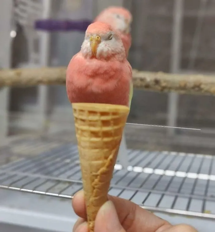 Gelato prohibido