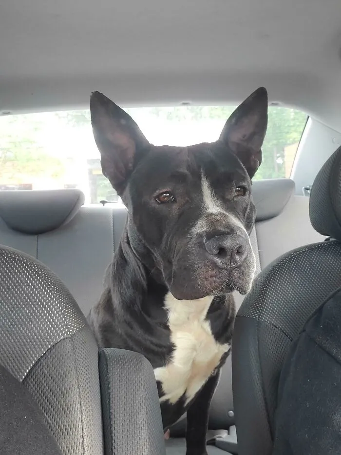 Oficialmente, este es el tercer perro callejero que he rescatado desde que comencé a hacer repartos de comida