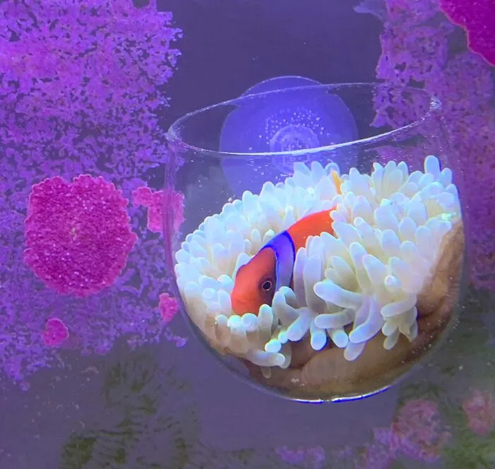 Clownfish nestled in anemone inside a glass bowl, showcasing a stunning aquarium idea.