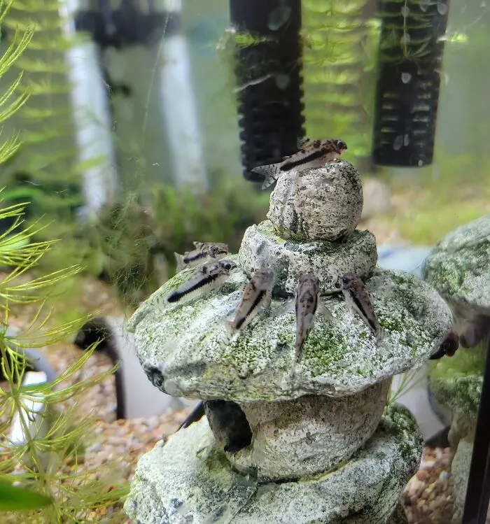 Small fish rest on a mossy stone sculpture inside a stunning aquarium setup, featuring lush aquatic plants.