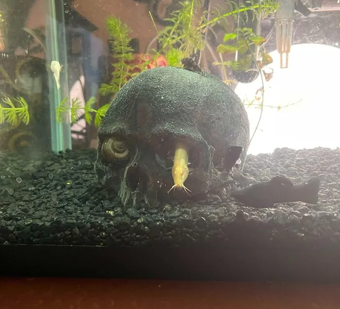 My Loach And Snail Worked Together To Make Their Aquarium Skull Look Menacing Af