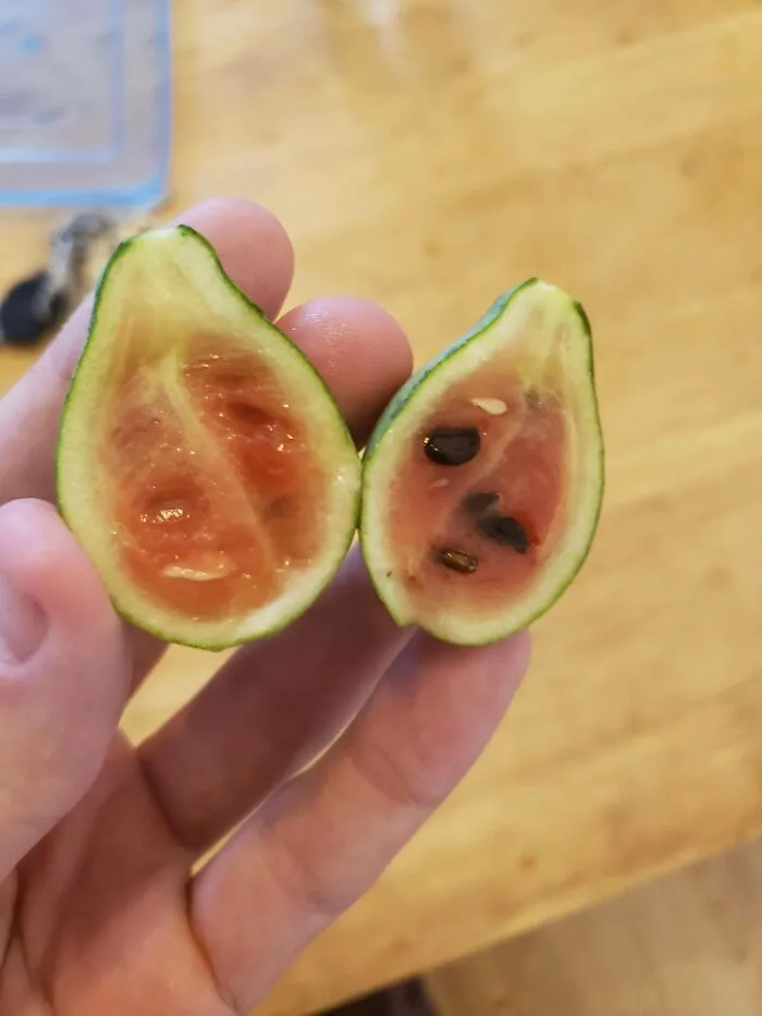 Watermelon Harvest