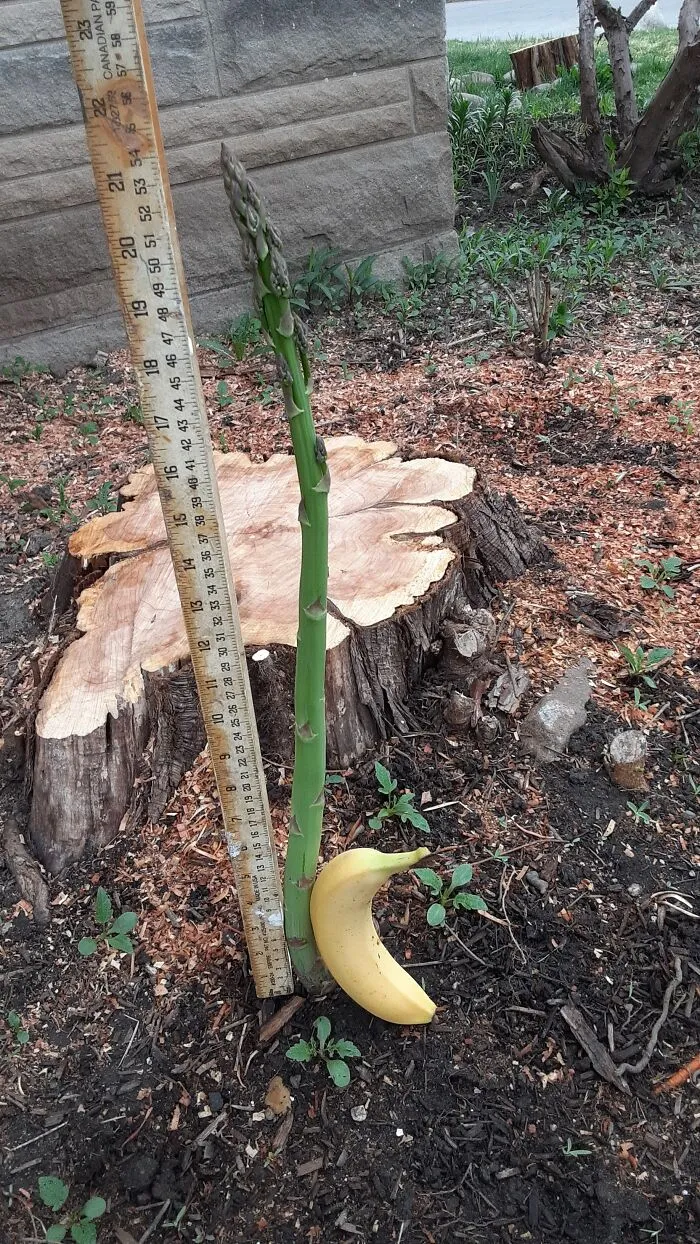 The Asparagus Saga Continues. It Is 5" Taller Today