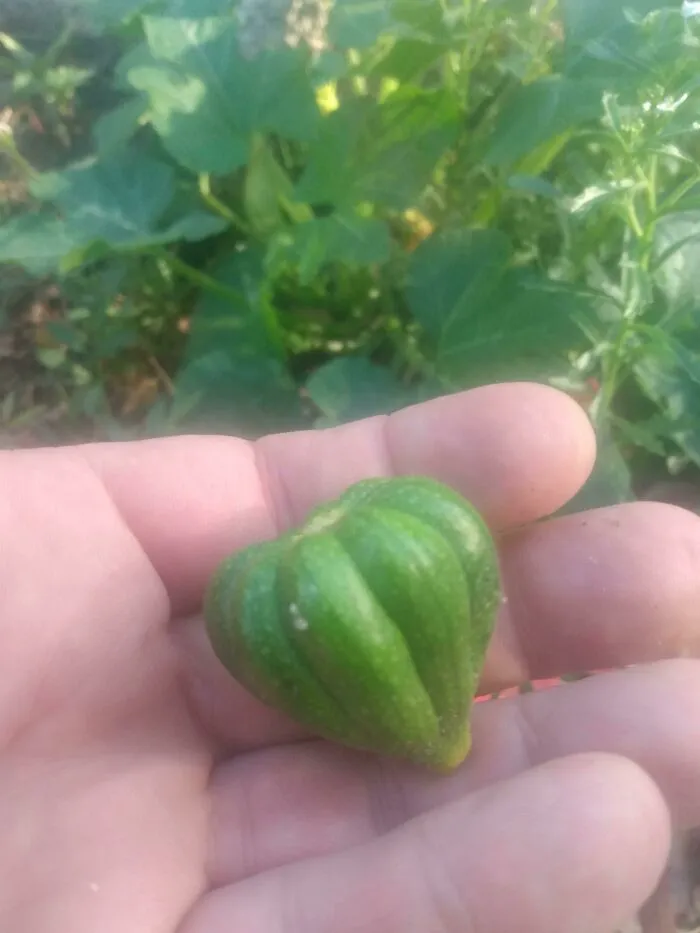 Acorn Sized Acorn Squash