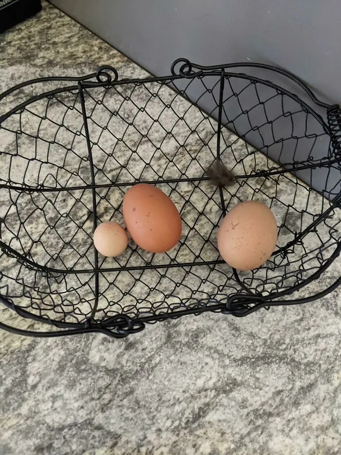 My Mighty Flock Has Provided This Tiny Egg