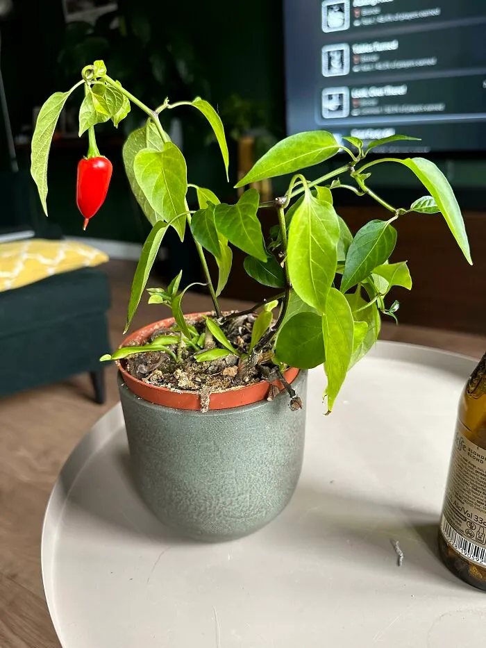 Behold! The Jalapeño Bonsai!