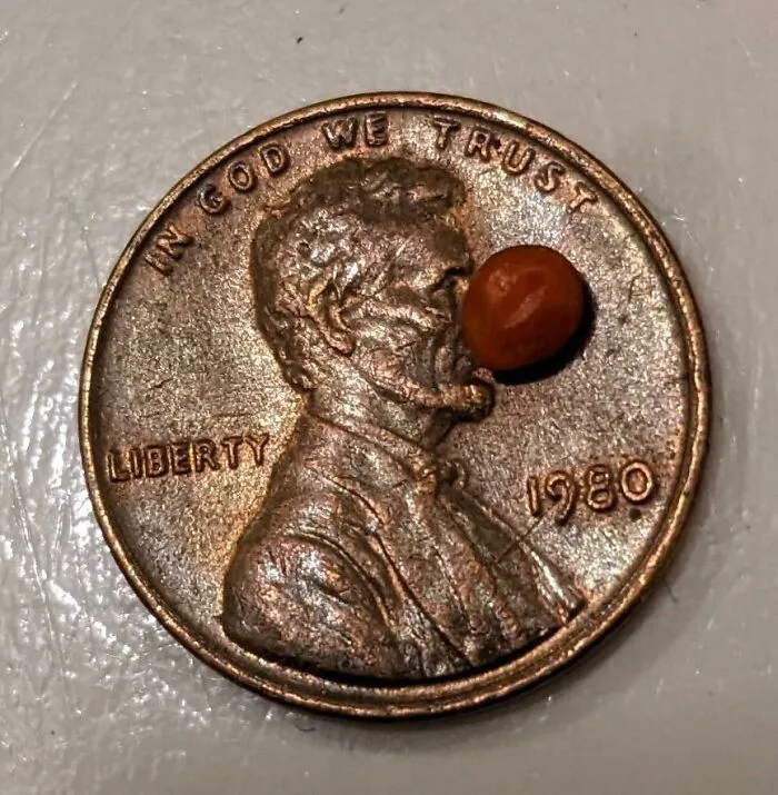 Last Chile Pequin Of 2022 (3 Mm X 4 Mm)