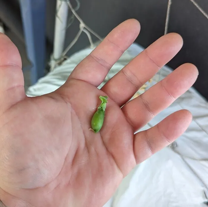 The Whole Neighborhood Will Be Feasting For Weeks! I Grew... Pea 