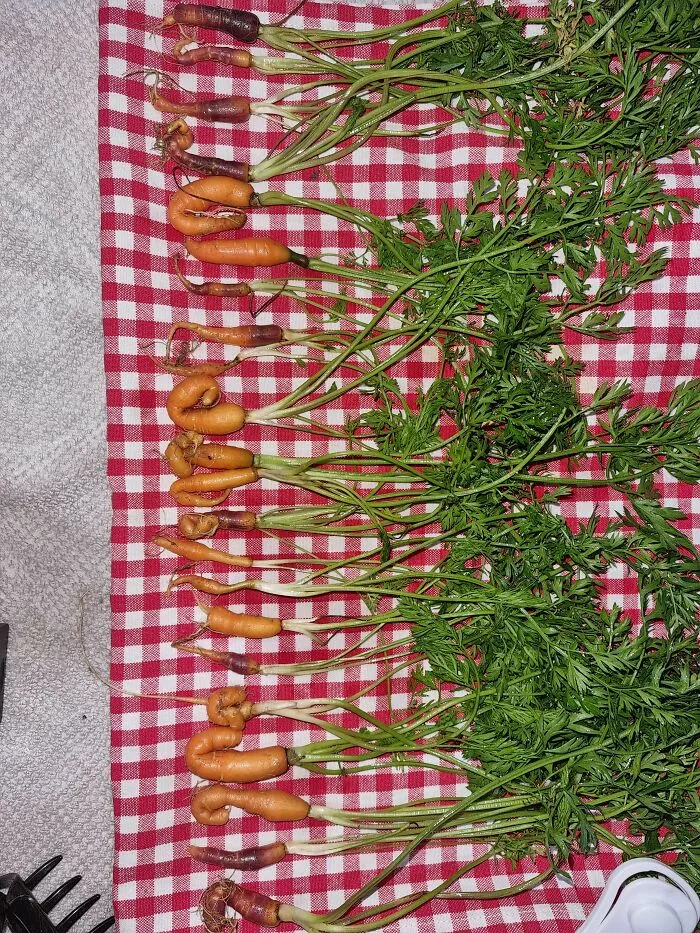 Really Odd Baby Carrots