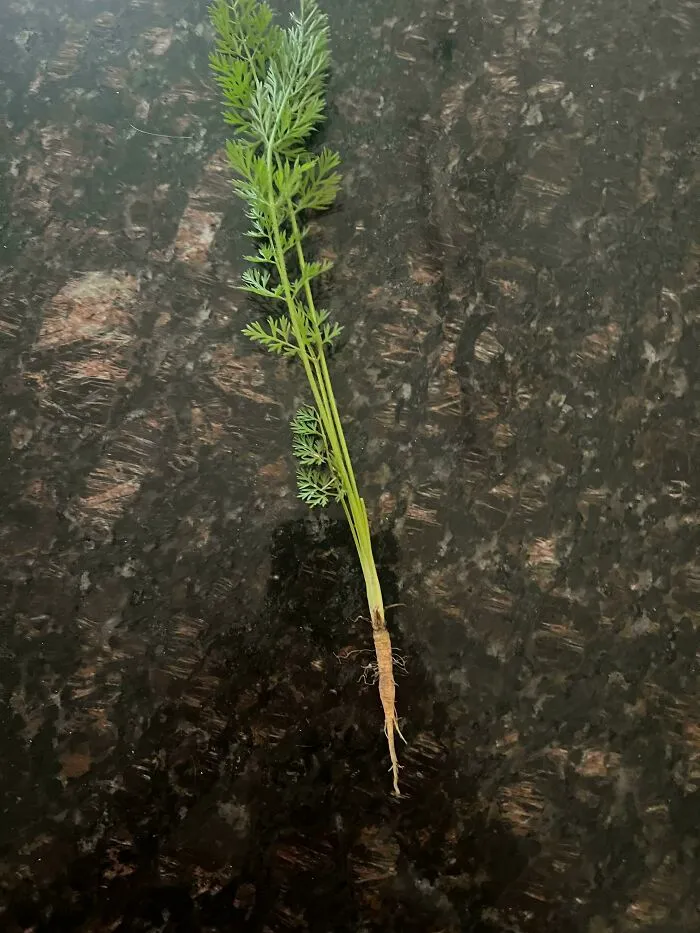 Carrot