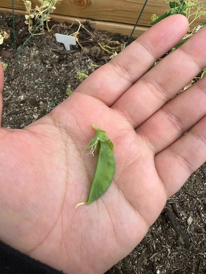 Enough Peas For The Year!!