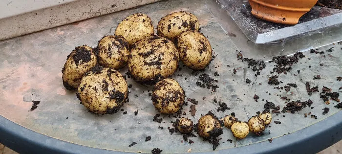 Oh The Great Potato Harvest Of 2023. They Shall Write Epic Tales Long Into The Future Of The Horticultural Triumph. God As My Witness, I'll Never Be Hungry Again!