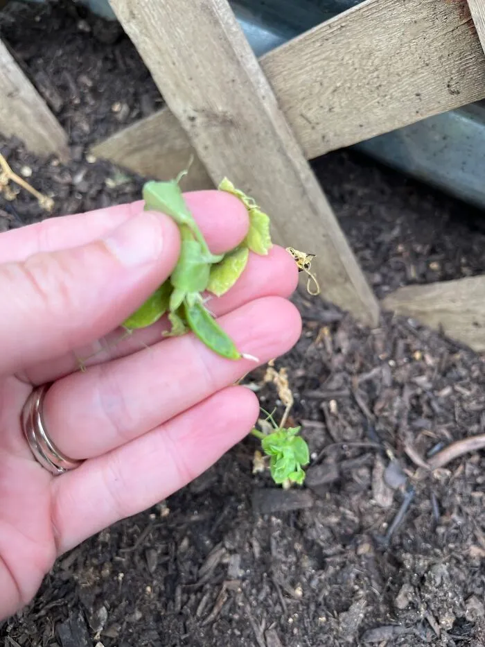 I Cannot Wait To Pluck This Perfect Snap Pea And Indulge