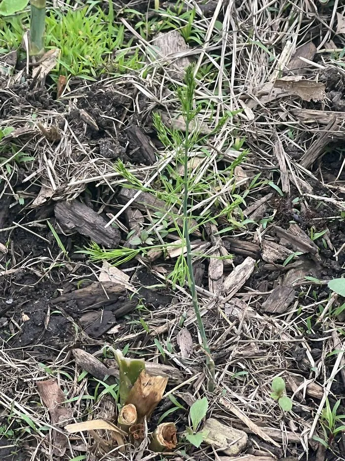 This Mighty Asparagus Will Make Sure To Pass On It's Superior Genes