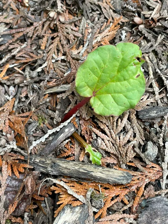 Who Wants Rhubarb Pie?
