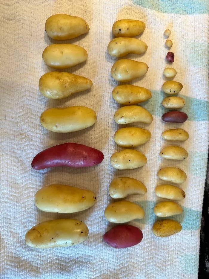 From Less Than A .5g To 31g, My Family Will Feast For A Decade