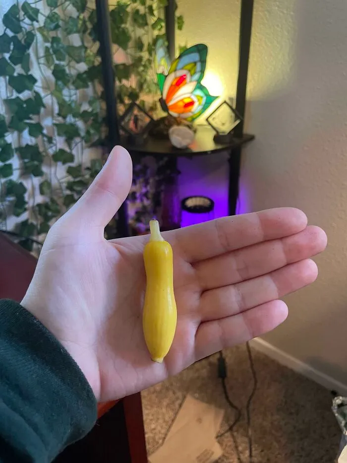 My First Harvest! Get Ready To Feast