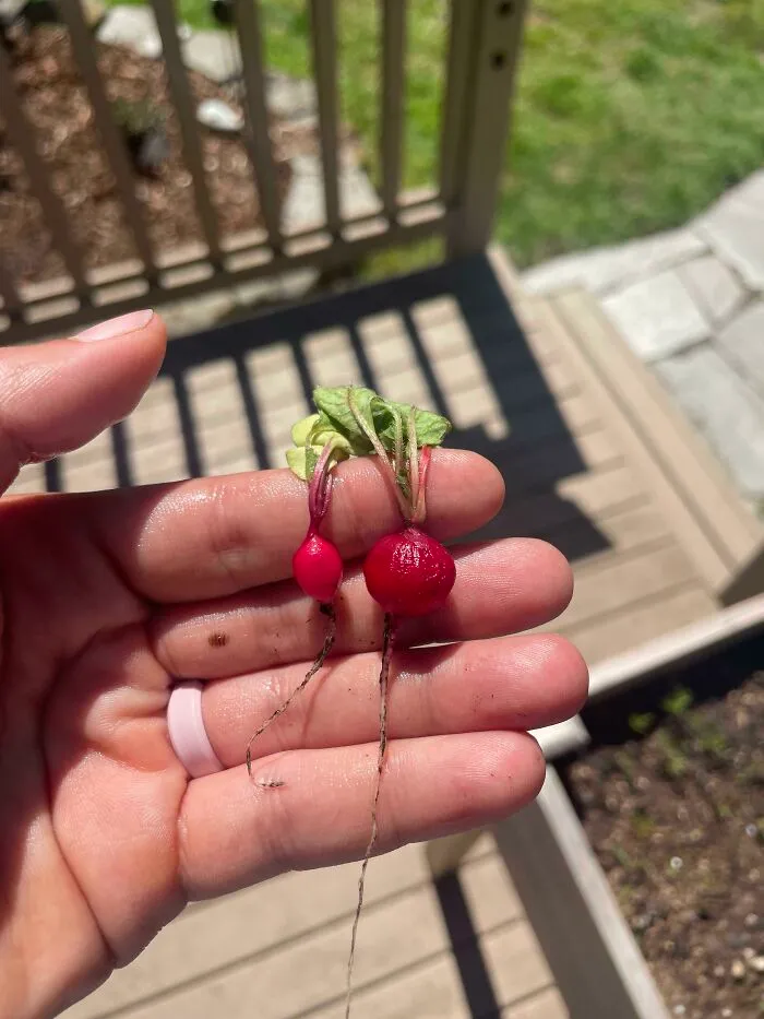 Container Radishes Are Really Working For Me!
