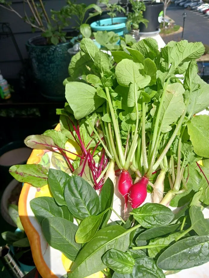 From Seed To Salad In An Apartment Balcony!