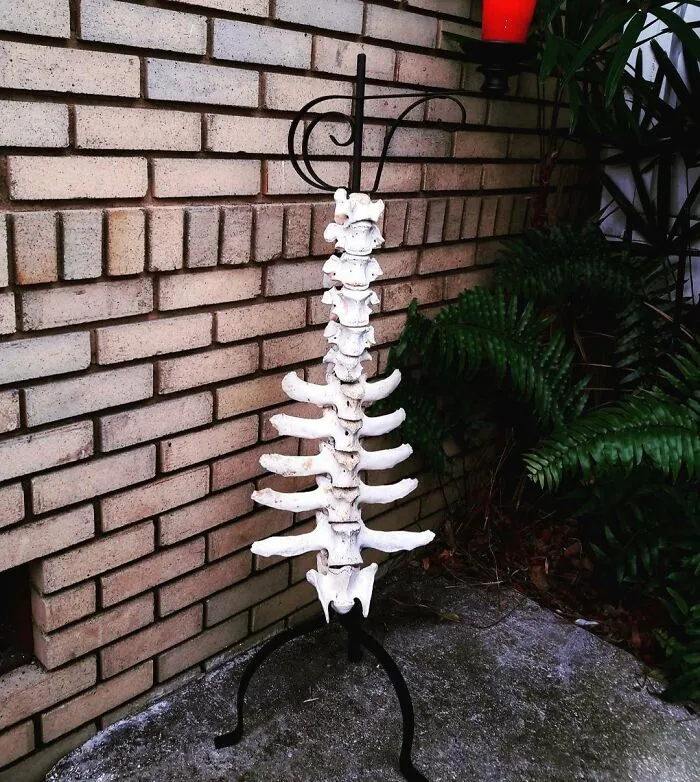 Cow Bone Candle Holder