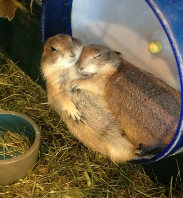 El amor tiene diferentes formas y tamaños 