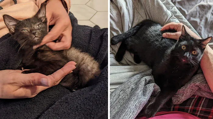 We Found Little Otho At A Car Wash Back In October. Doesn't Even Look Like The Same Cat Now