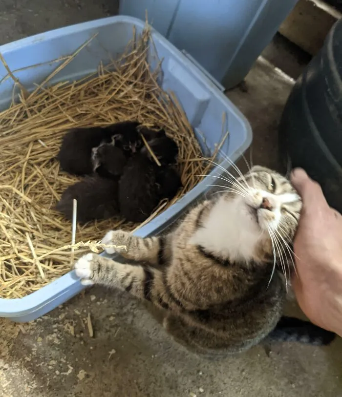 Mi gata es una madre muy orgullosa 