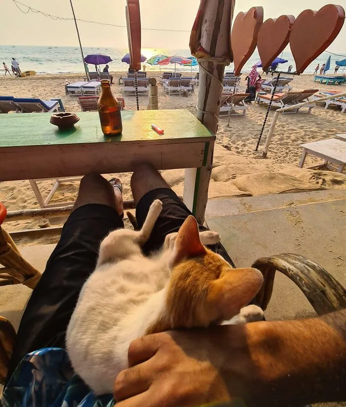 Fui a la playa sintiéndome mal por tener que estar solo y este lindo decidió unirse de la nada y me ayudó a sentirme mucho mejor 